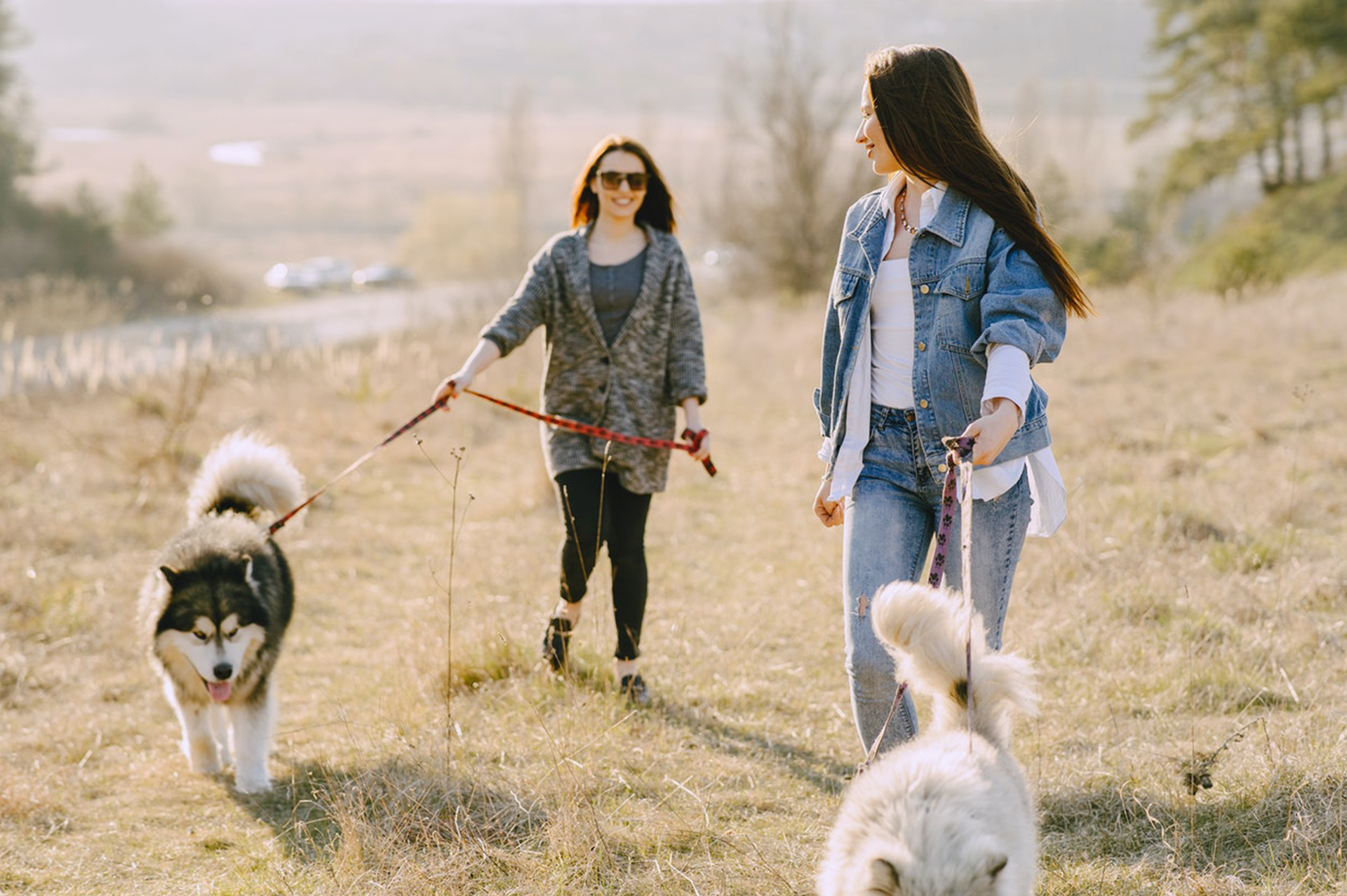 Pet Friendly Hotels in Orlando Florida Near Disney